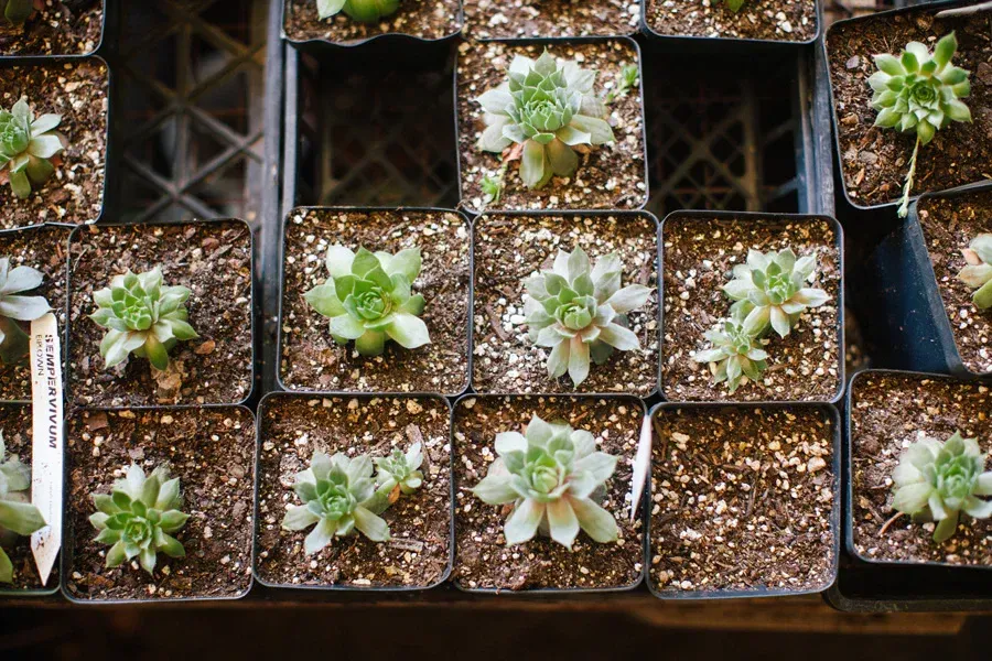 World's First Cactus Plantation, world record in Edwards, Mississippi
