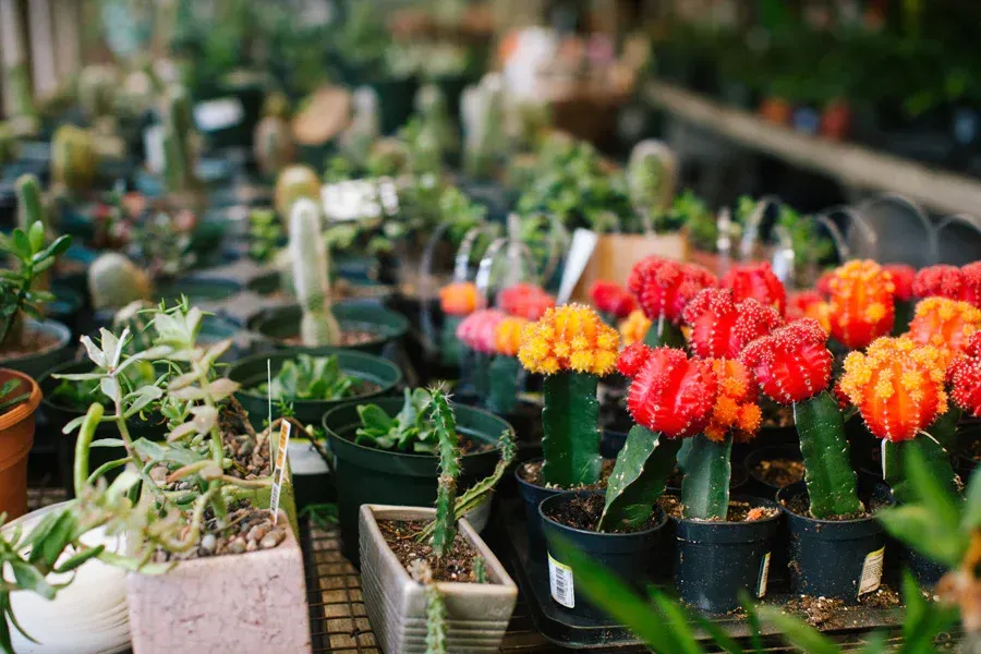 World's First Cactus Plantation, world record in Edwards, Mississippi