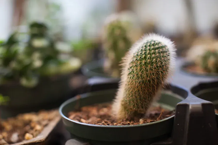 World's First Cactus Plantation, world record in Edwards, Mississippi