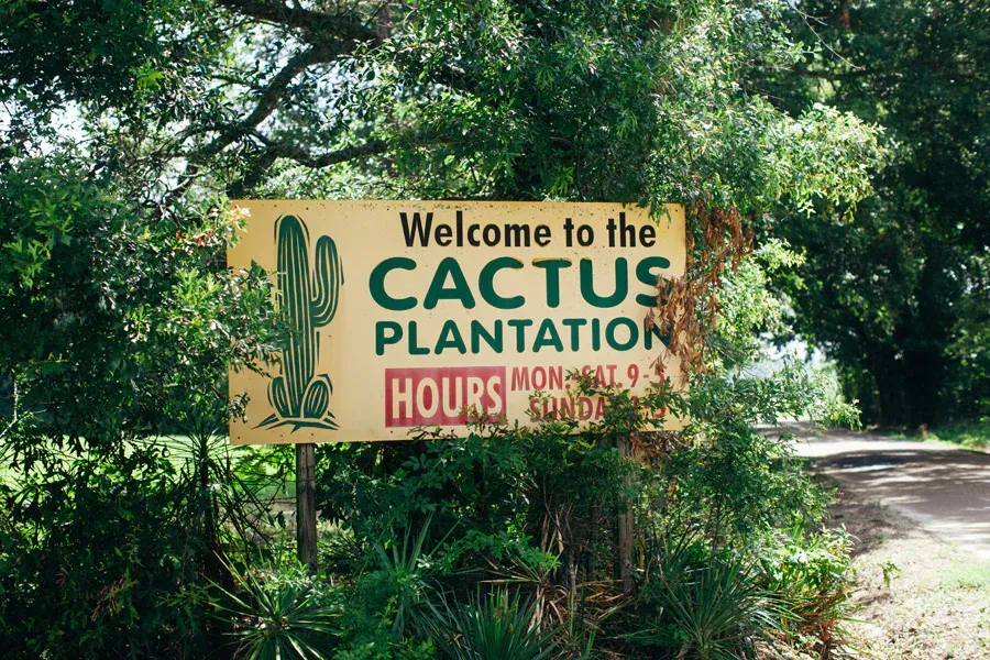 World's First Cactus Plantation, world record in Edwards, Mississippi