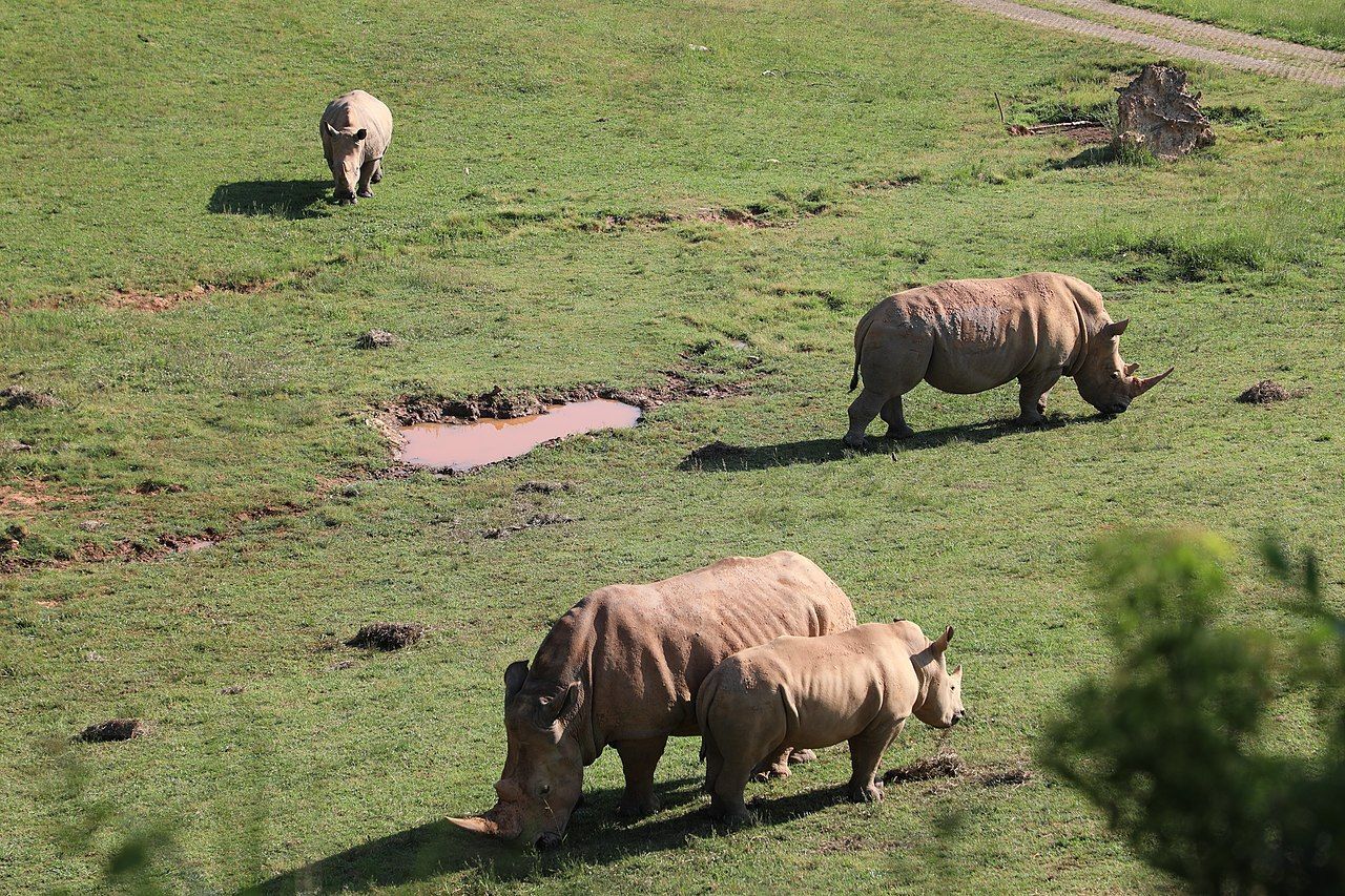 World's Largest Natural Habitat Zoo, world record in Asheboro, North Carolina