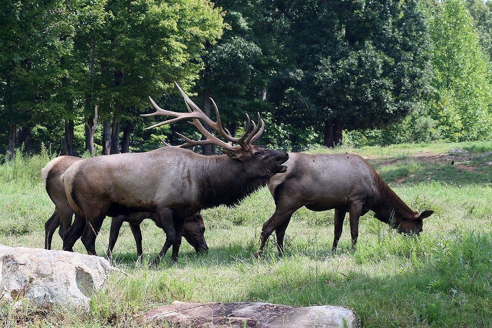 World's Largest Natural Habitat Zoo, world record in Asheboro, North Carolina