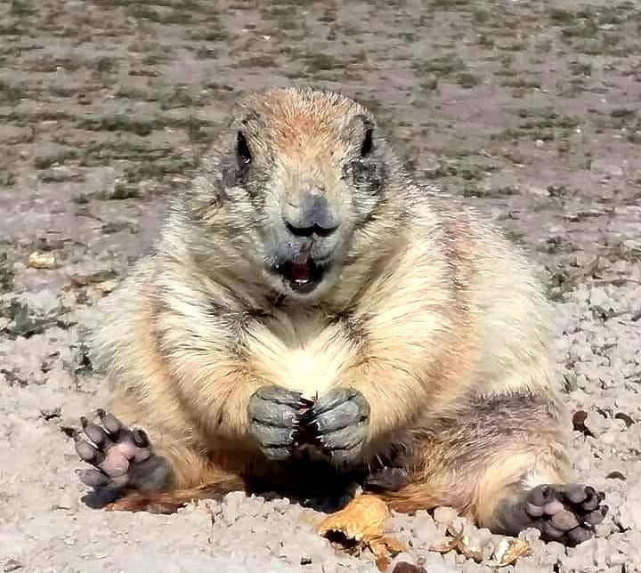 World's Largest Prairie Dog Sculpture, world record in Philip, South Dakota
