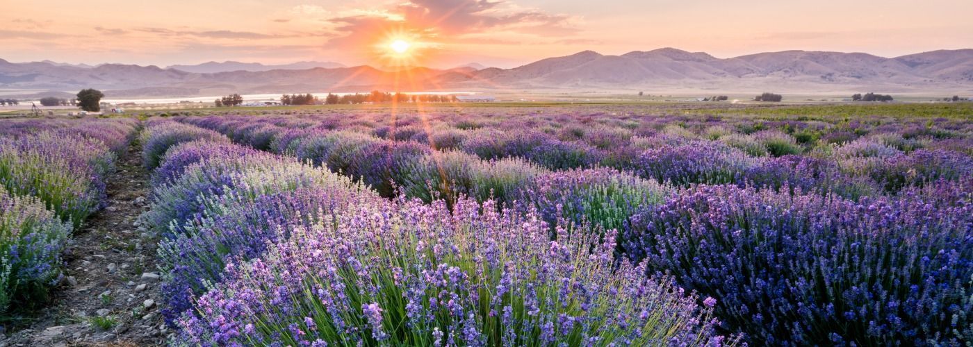 
World's Largest Herb Farm & Distillery, world record in Mona, Utah