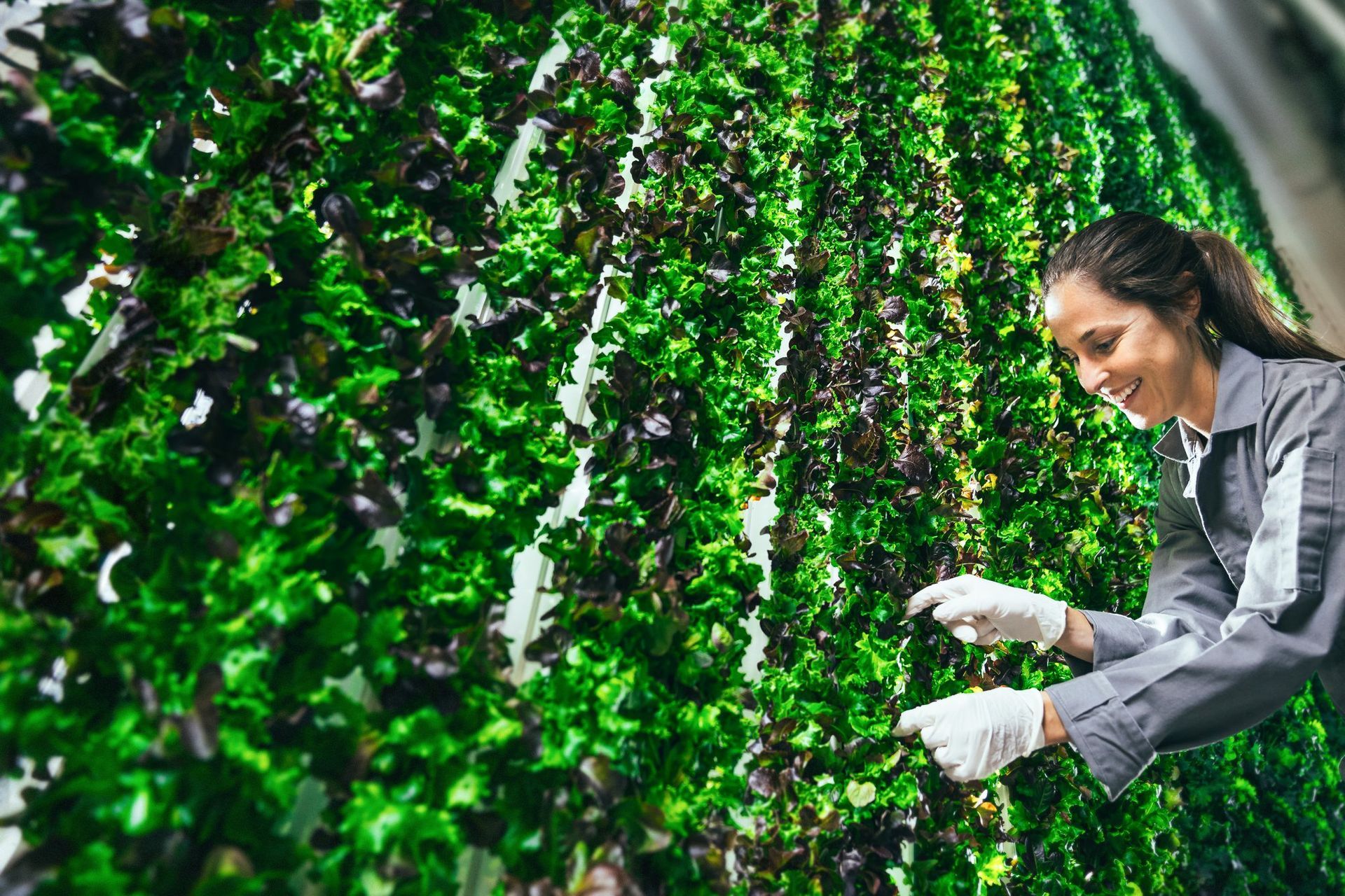 World's Largest Indoor Vertical Farming Campus, world record near Richmond, Virginia