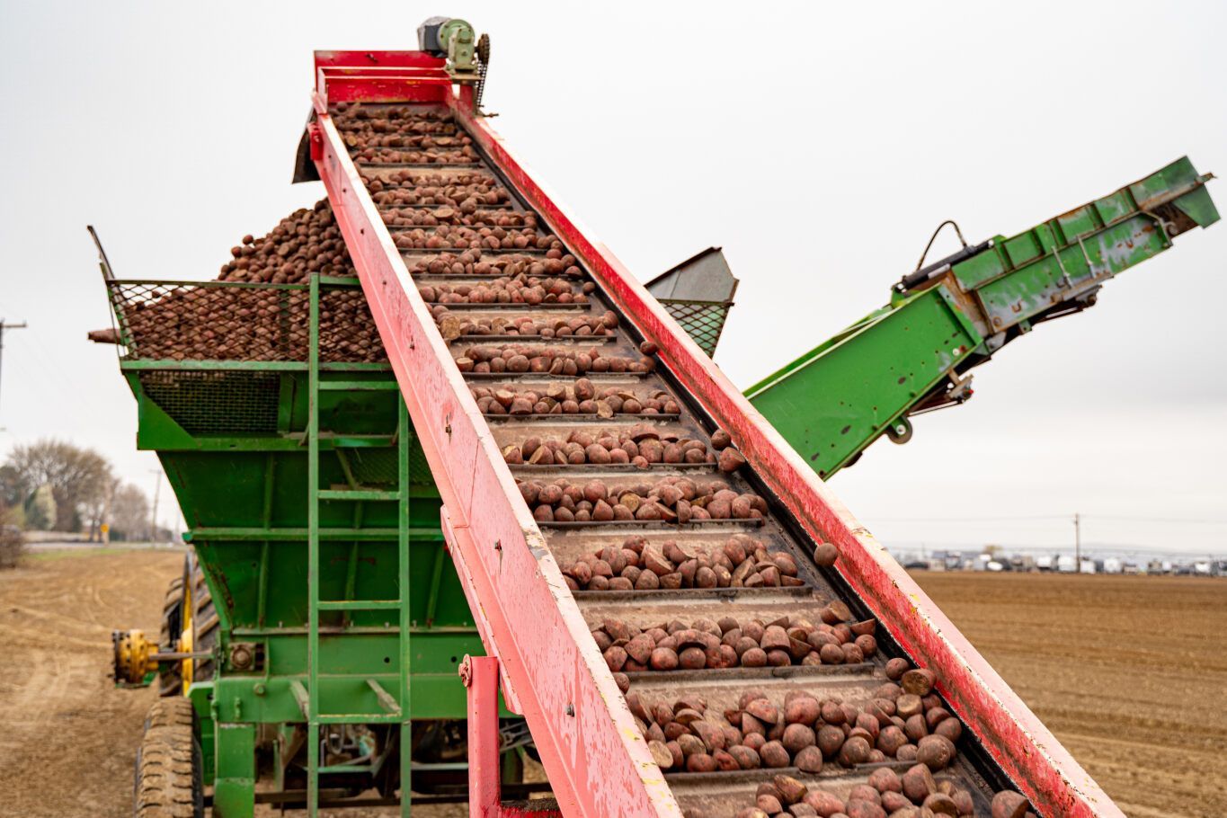 World's highest potato yield per acre, world record in Washington State World's highest potato yield per acre, world record in Washington State