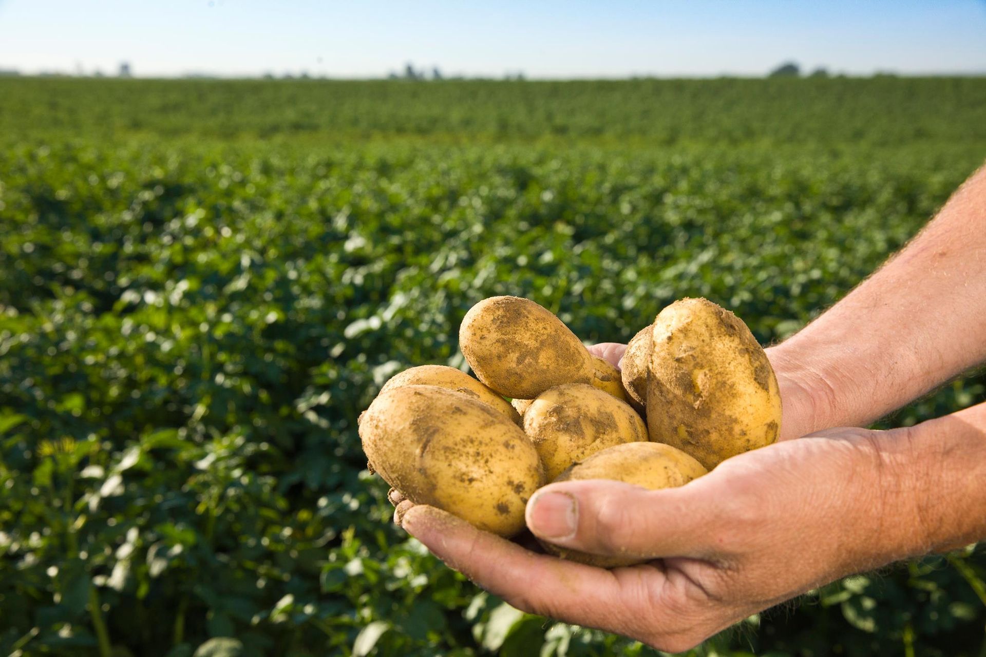 World's highest potato yield per acre, world record in Washington State World's highest potato yield per acre, world record in Washington State