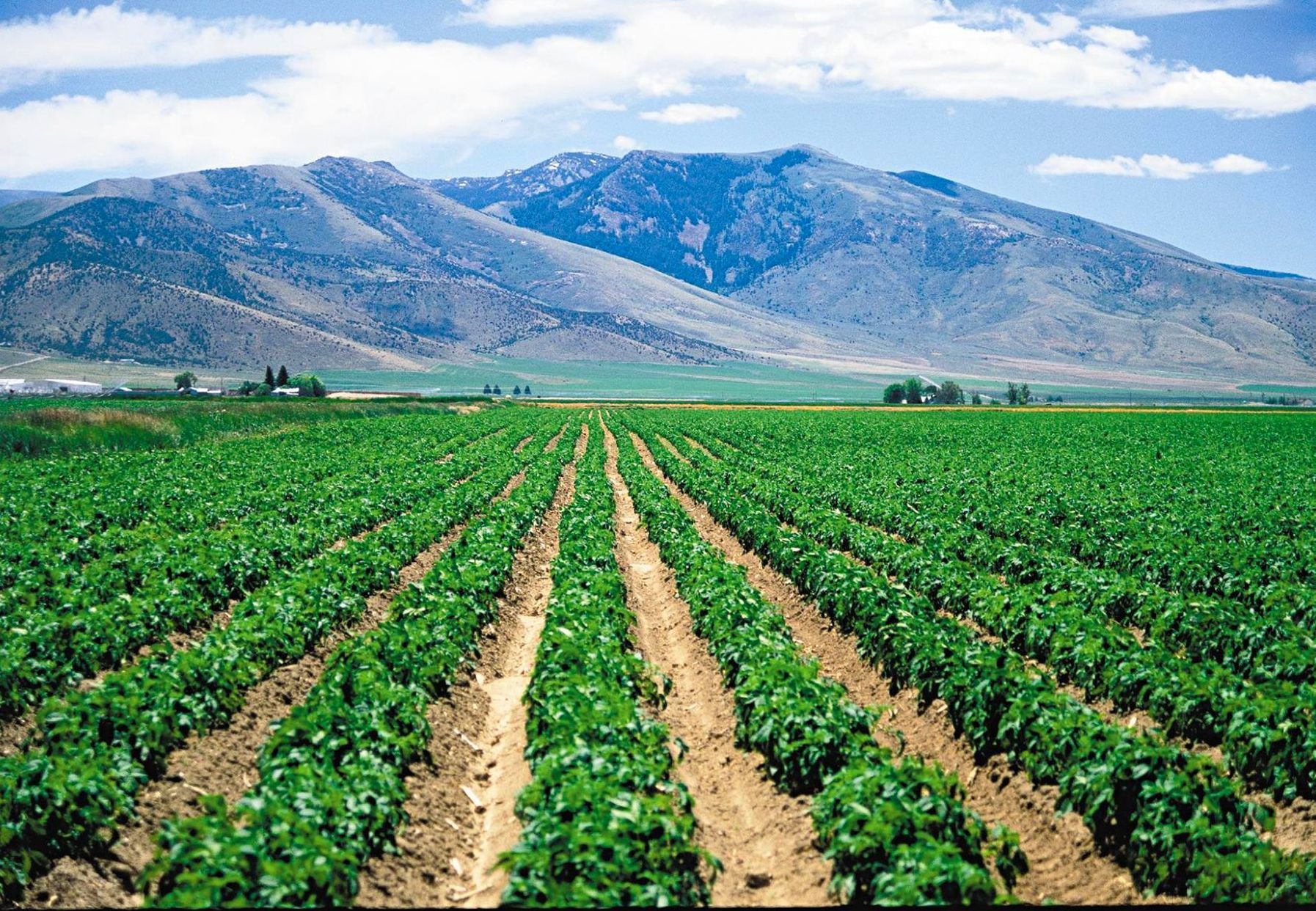 World's highest potato yield per acre, world record in Washington State World's highest potato yield per acre, world record in Washington State