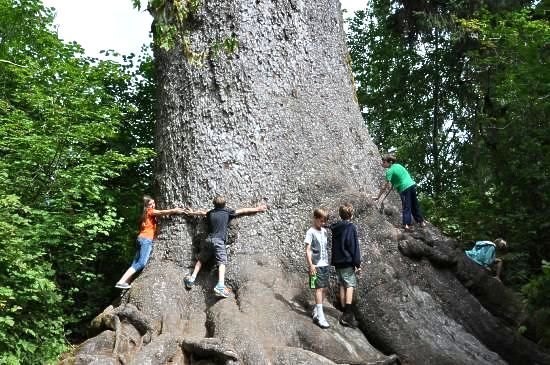 World's Largest Sitka Spruce, world record in Quinault, Washington World's Largest Sitka Spruce, world record in Quinault, Washington