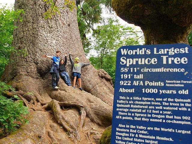 World's Largest Sitka Spruce, world record in Quinault, Washington World's Largest Sitka Spruce, world record in Quinault, Washington