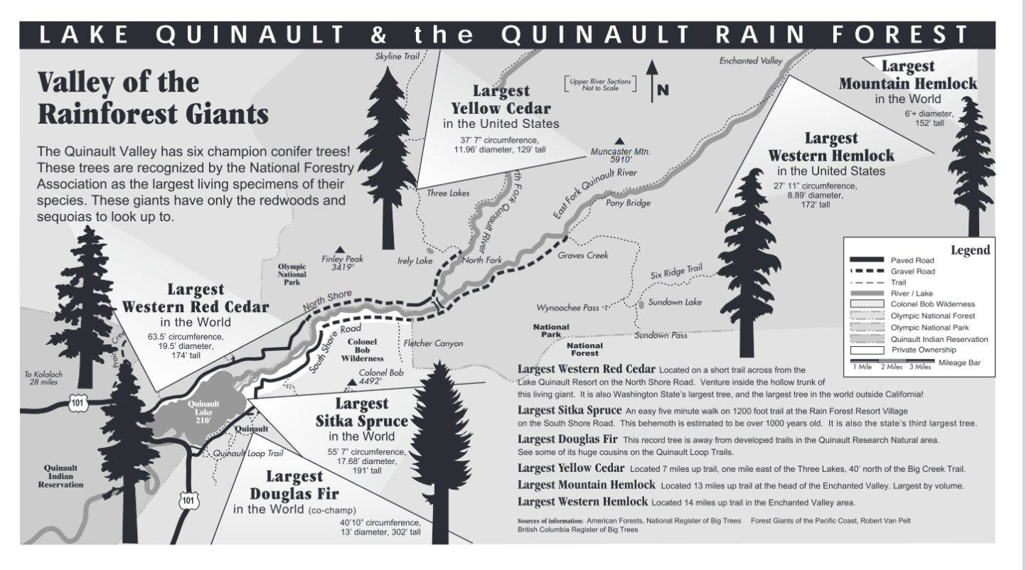 World's Largest Sitka Spruce, world record in Quinault, Washington World's Largest Sitka Spruce, world record in Quinault, Washington