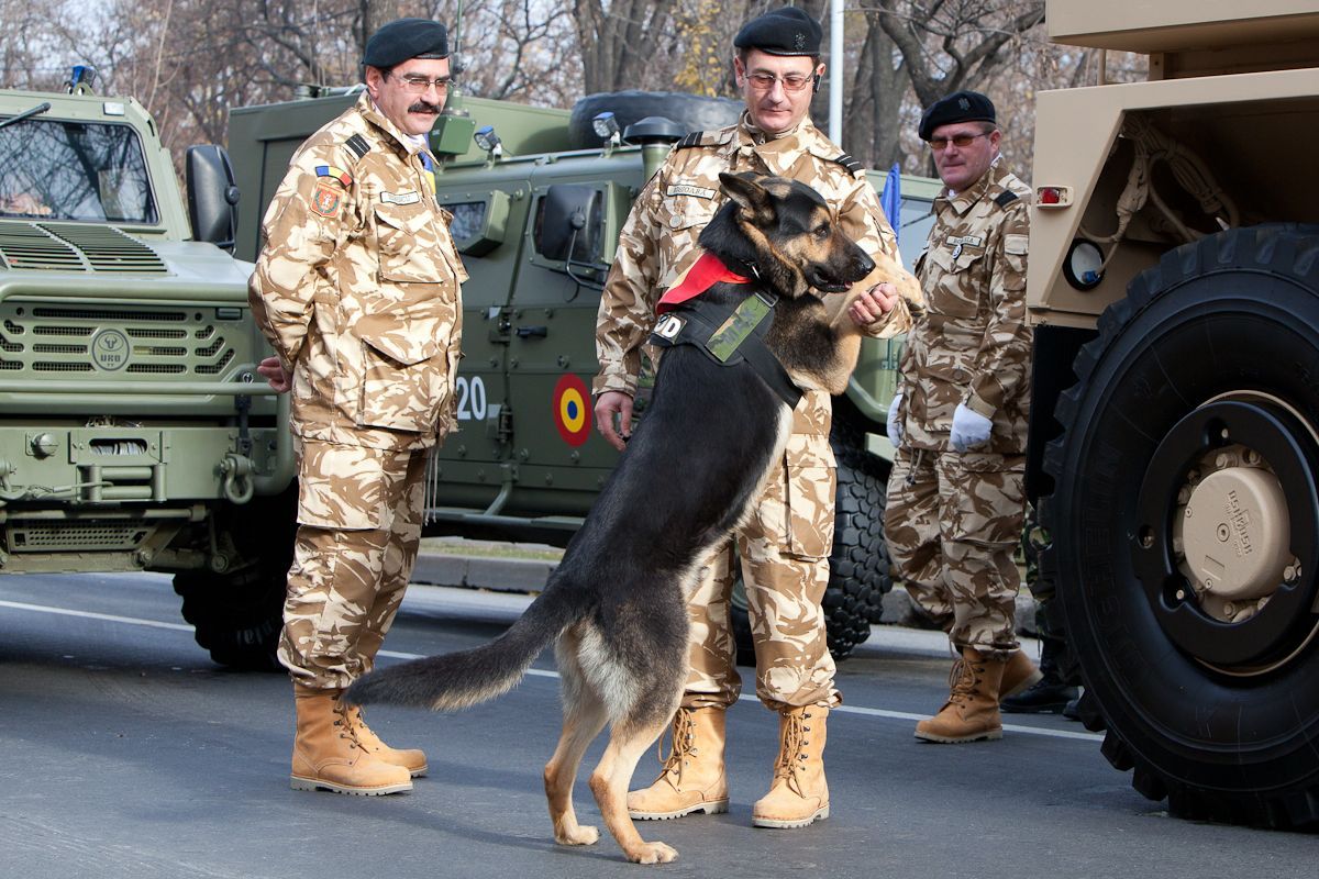 The Hero Dog with the most participation in a National Day parade: Max the Hero Dog The Hero Dog with the most participation in a National Day parade: Max the Hero Dog