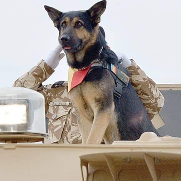 The Hero Dog with the most participation in a National Day parade: Max the Hero Dog The Hero Dog with the most participation in a National Day parade: Max the Hero Dog