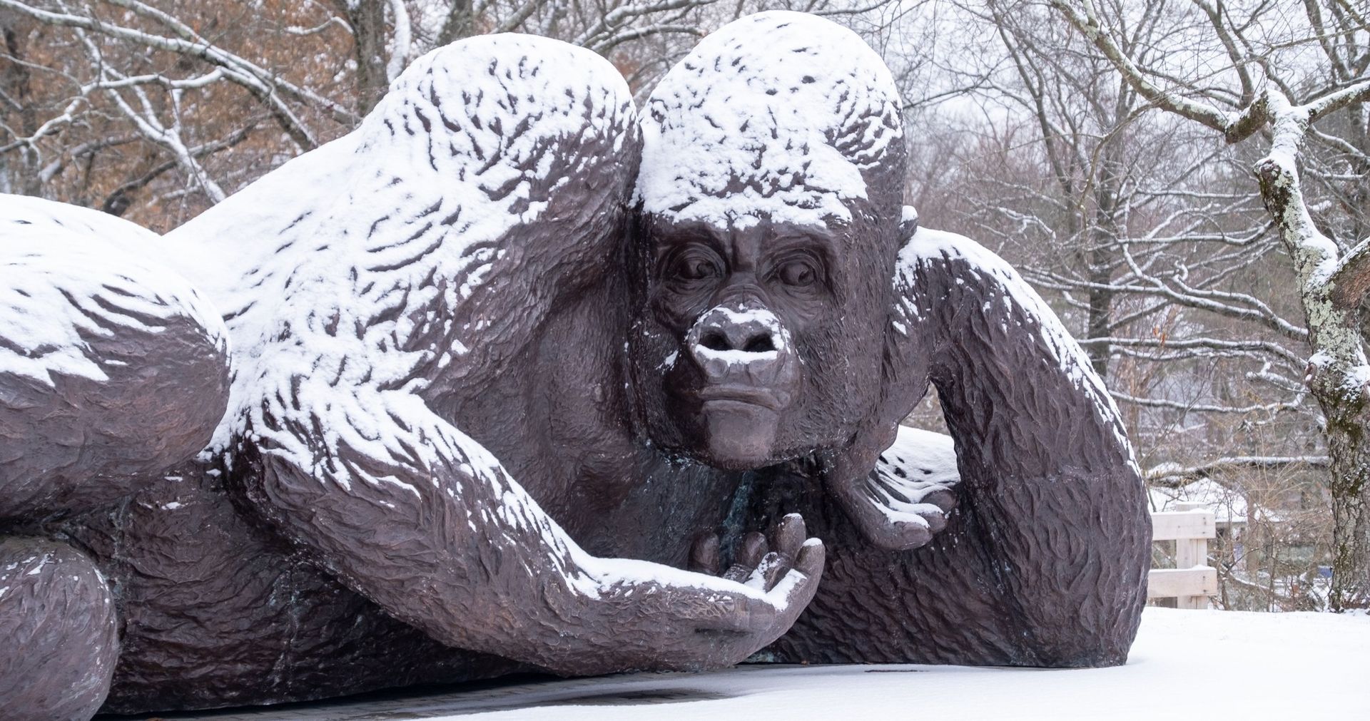 World’s Largest Bronze Gorilla Sculpture, world record set in Greenwich, Connecticut