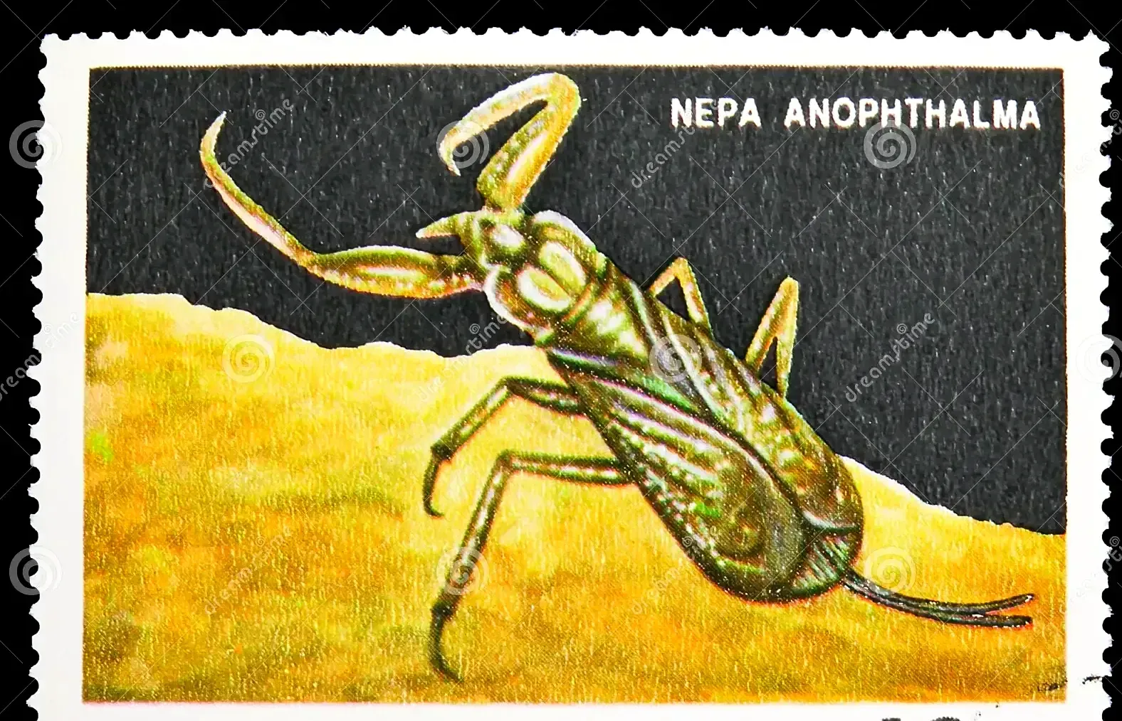World's Only Known Cave-adapted Water Scorpion, Nepa anophthalma sets world record
