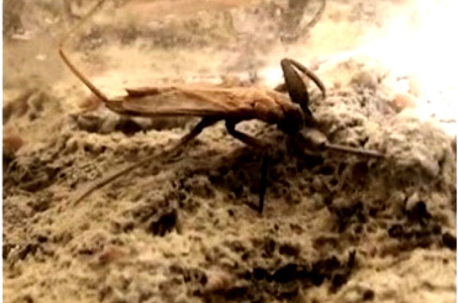World's Only Known Cave-adapted Water Scorpion, Nepa anophthalma sets world record