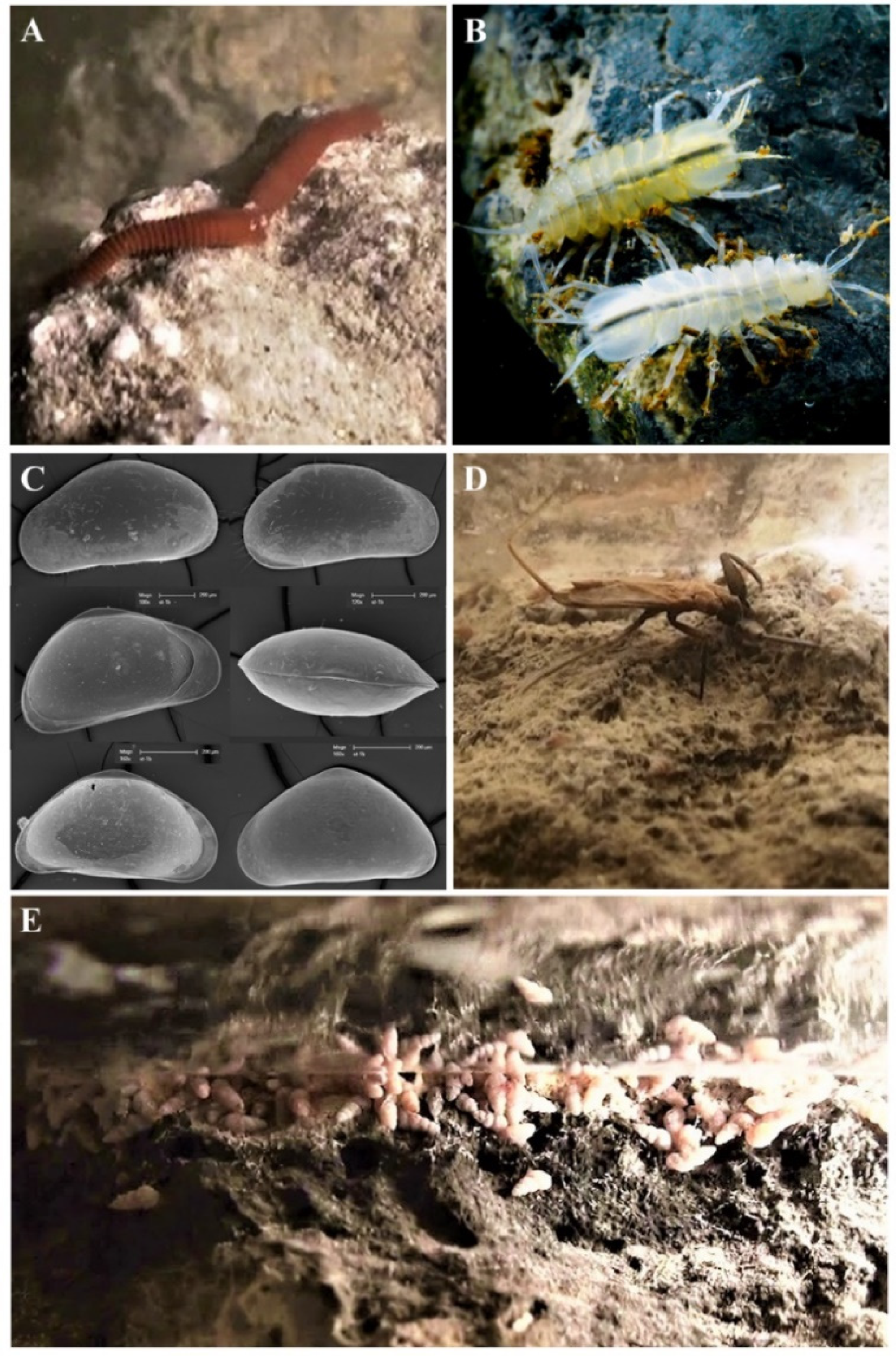 World's Only Known Cave-adapted Water Scorpion, Nepa anophthalma sets world record