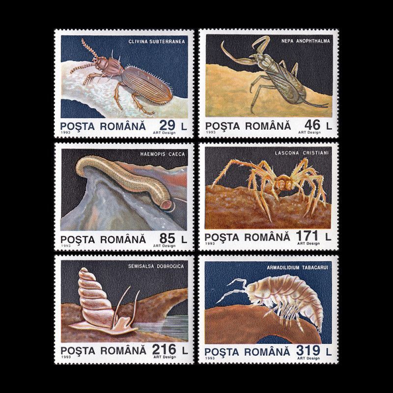 World's Only Known Cave-adapted Water Scorpion, Nepa anophthalma sets world record