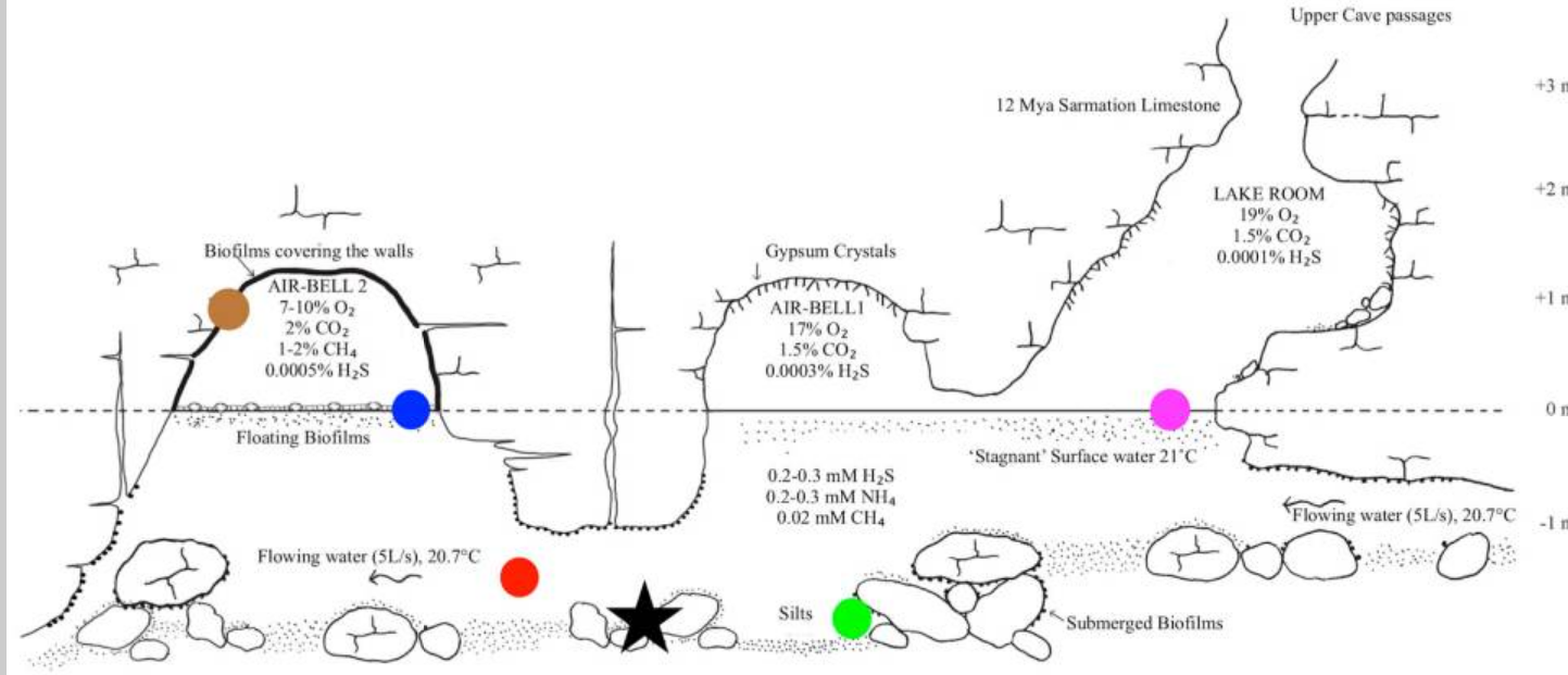 World's Only Known Cave-adapted Water Scorpion, Nepa anophthalma sets world record