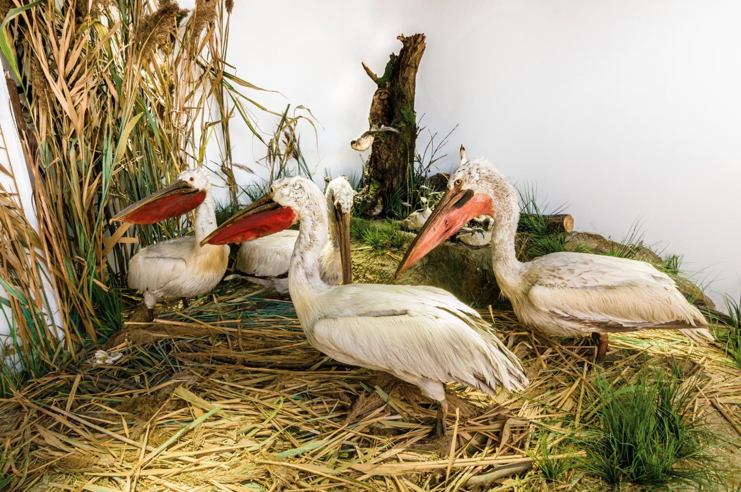 World's Oldest Animal Dioramas on Display, The Grigore Antipa Museum sets world record