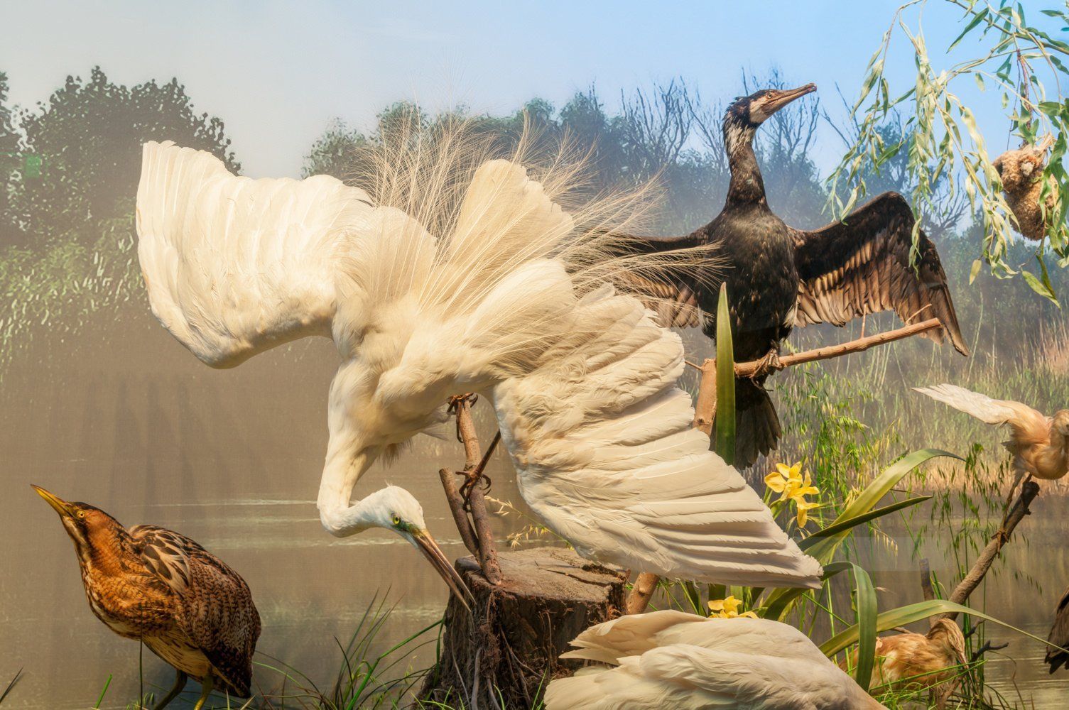 World's Oldest Animal Dioramas on Display, The Grigore Antipa Museum sets world record