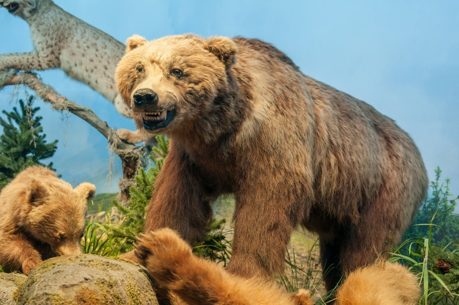 
World's Oldest Animal Dioramas on Display, The Grigore Antipa Museum sets world record
