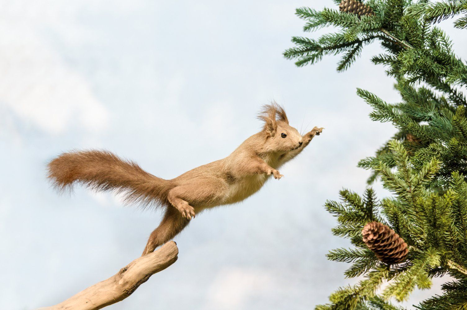World's Oldest Animal Dioramas on Display, The Grigore Antipa Museum sets world record World's Oldest Animal Dioramas on Display, The Grigore Antipa Museum sets world record