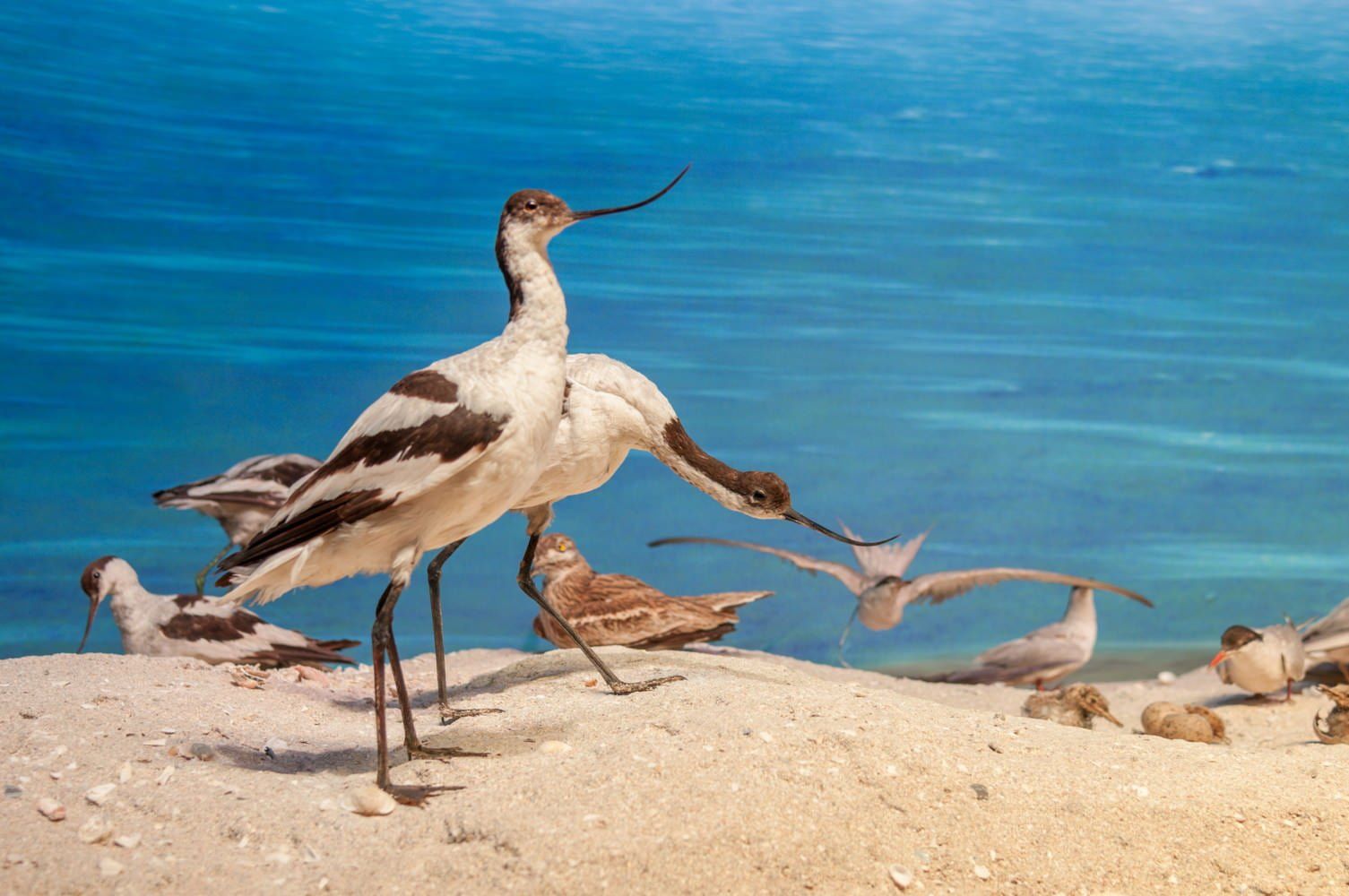 World's Oldest Animal Dioramas on Display, The Grigore Antipa Museum sets world record World's Oldest Animal Dioramas on Display, The Grigore Antipa Museum sets world record