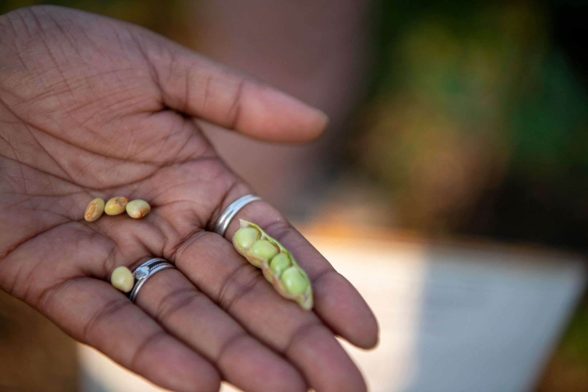 World’s First Heat-resilient Pigeon Pea, India sets world  record
