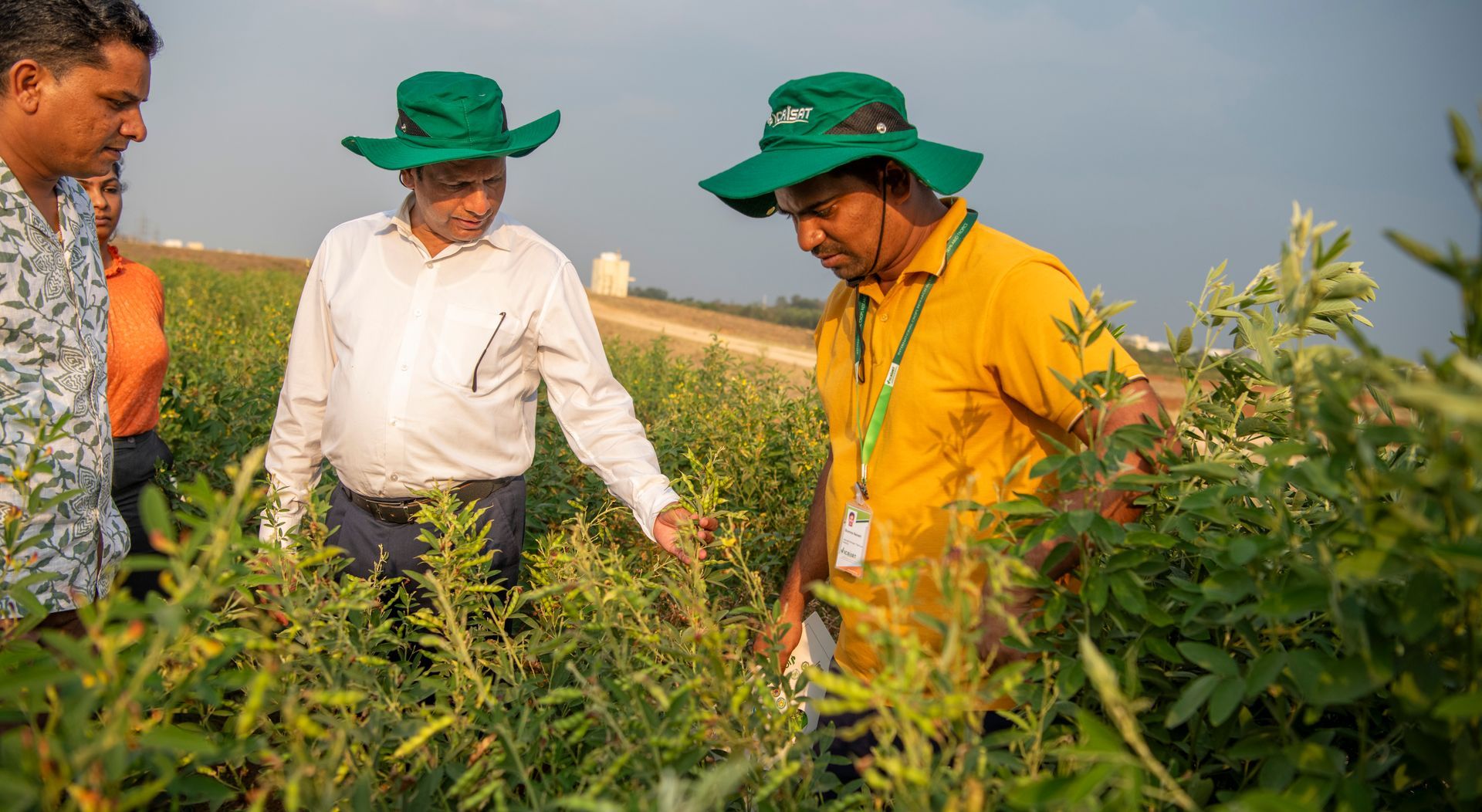 World’s First Heat-resilient Pigeon Pea, India sets world  record
