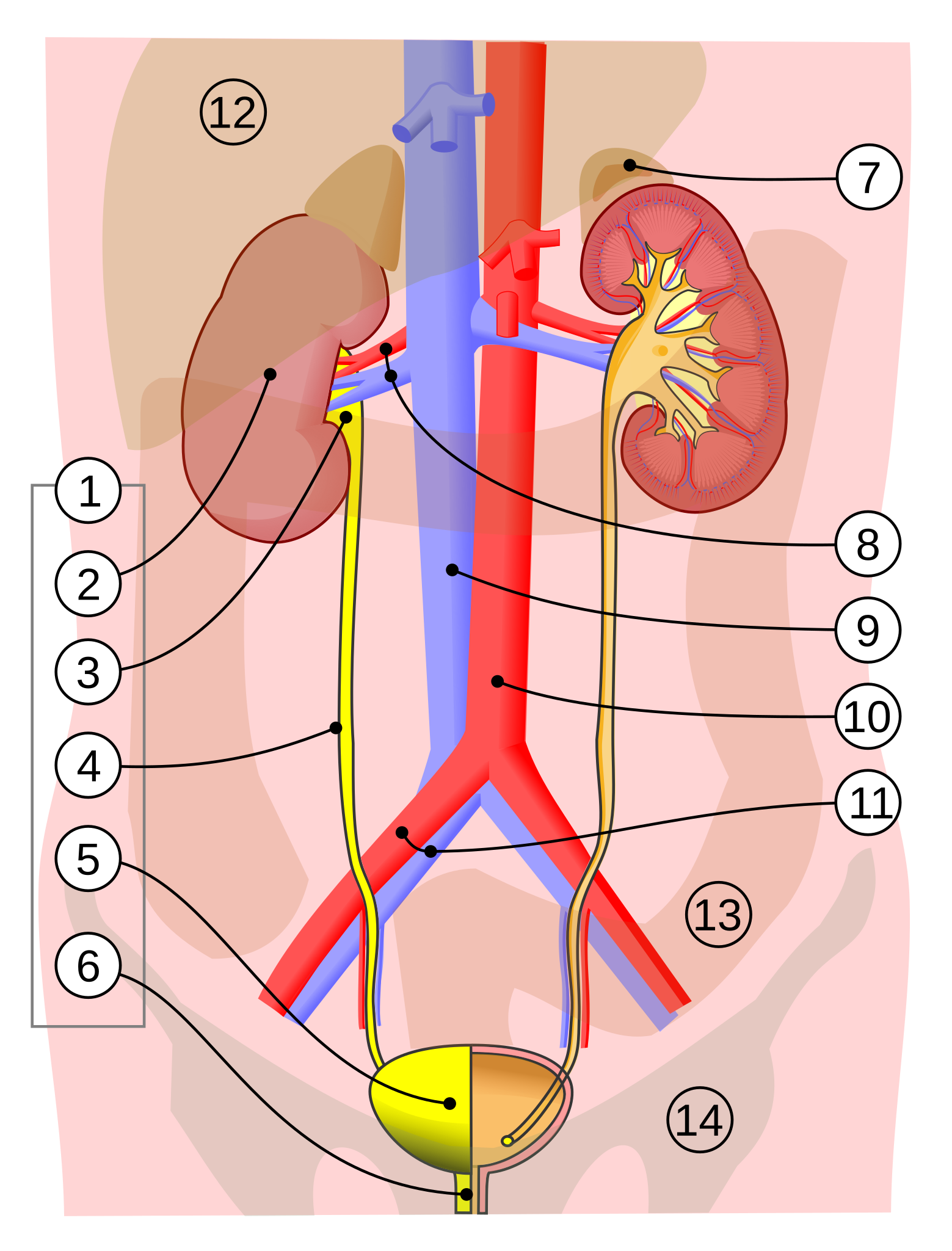 World's First Human Bladder Transplant, world record set in Los Angeles, California