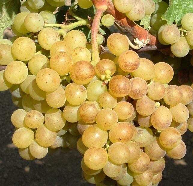Most Awarded Wine, world record set by Romania's 'Grasa de Cotnari'
