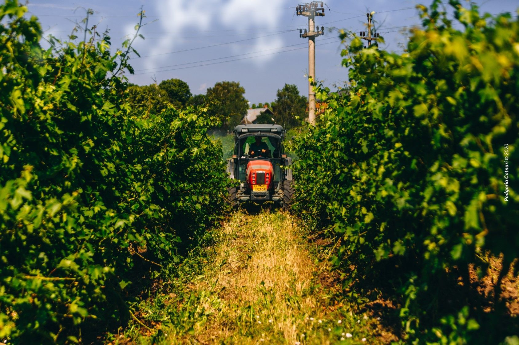Most awarded winery, world record set by the Cotnari Winery
