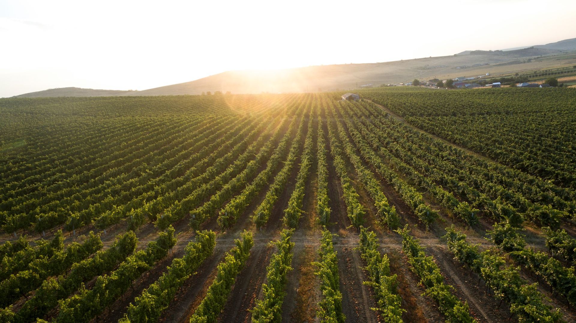 Most awarded winery, world record set by the Cotnari Winery
