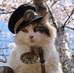 World's First Station Master cat, a