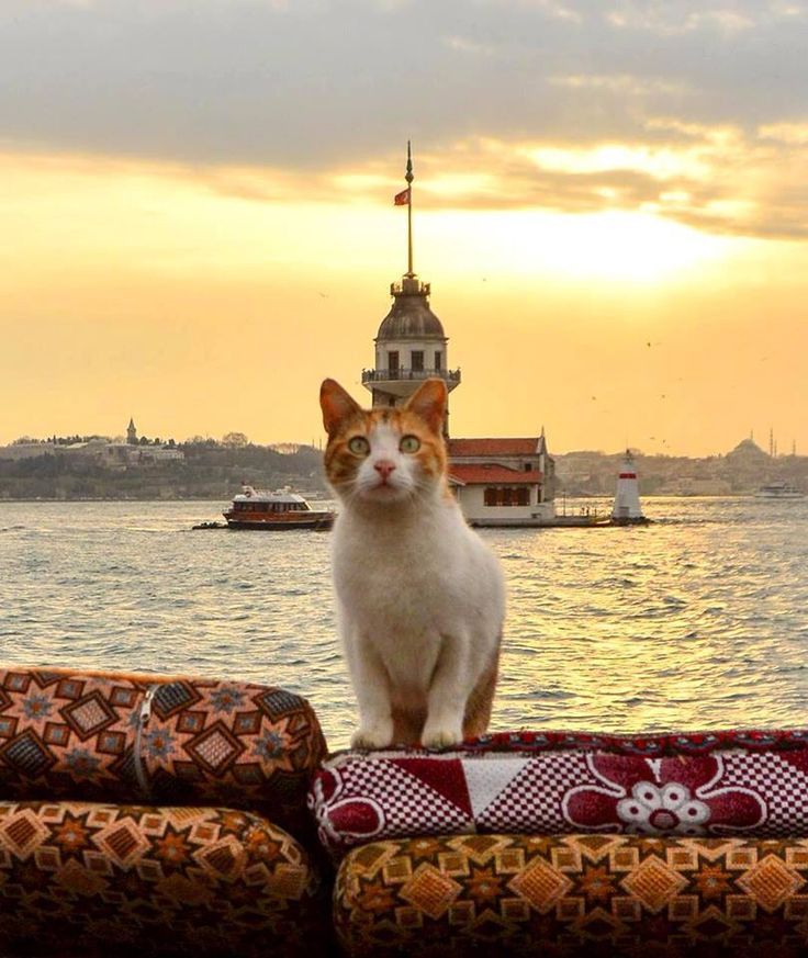 World's Largest Street Cats Population, world record set in Istanbul
