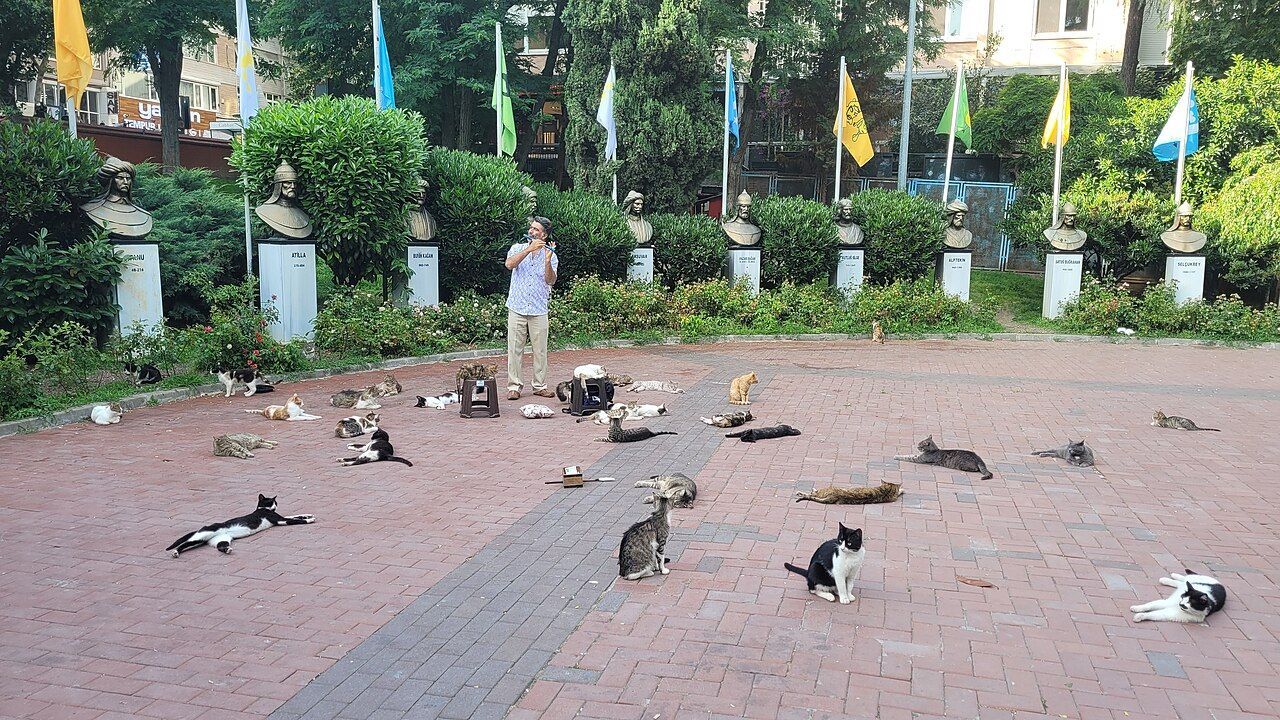 World's Largest Street Cats Population, world record set in Istanbul