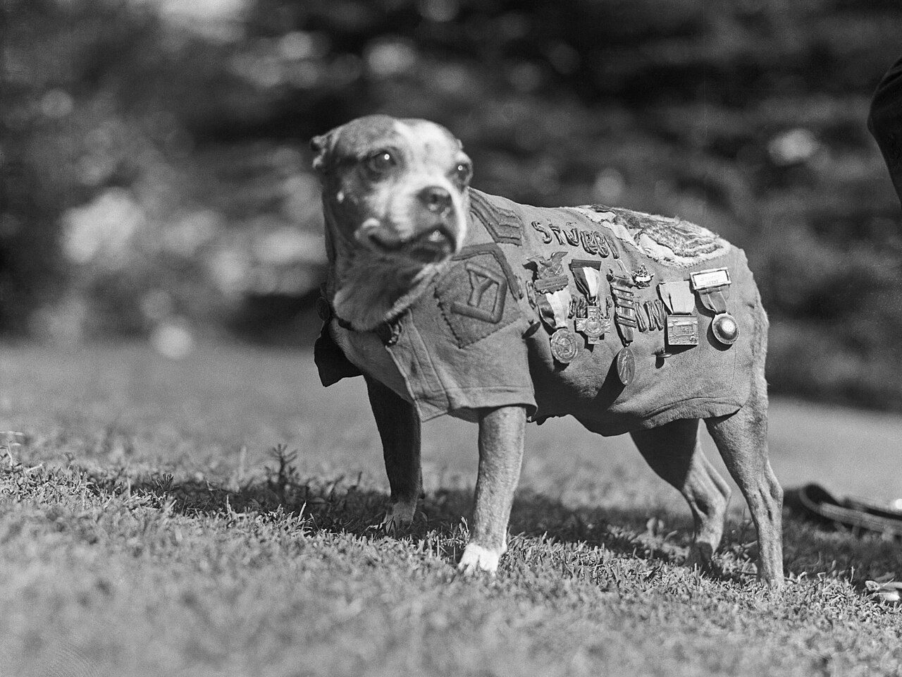 Most decorated war dog of World War I, world record set by Sergeant Stubby
