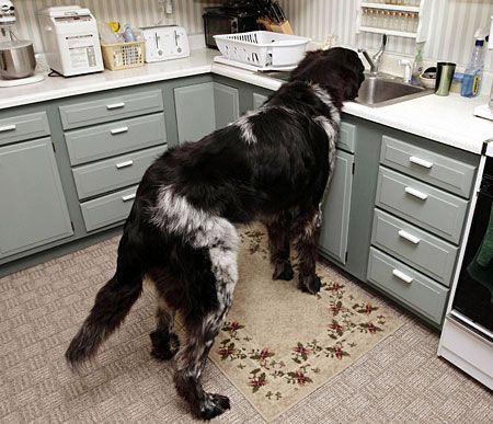Tallest dog-world record set by Boomer
