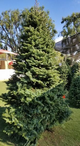 Christmas Trees