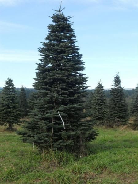Christmas Trees