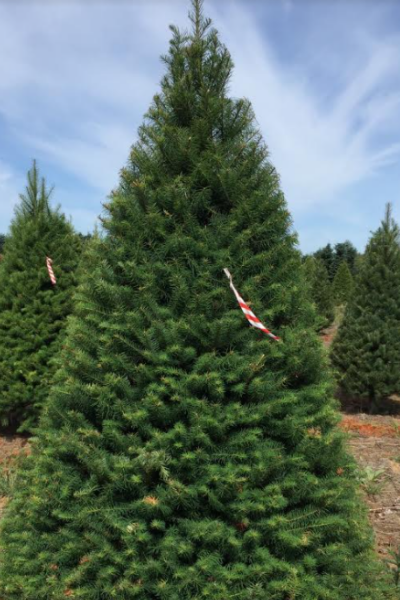 Christmas Tree