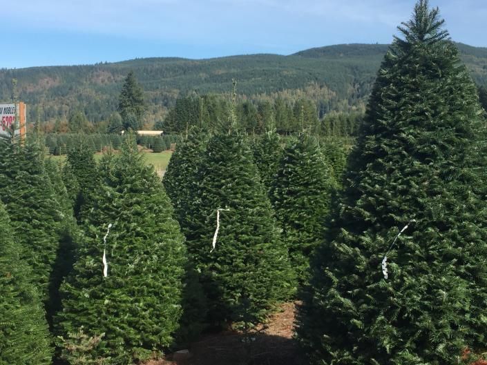 Christmas Trees