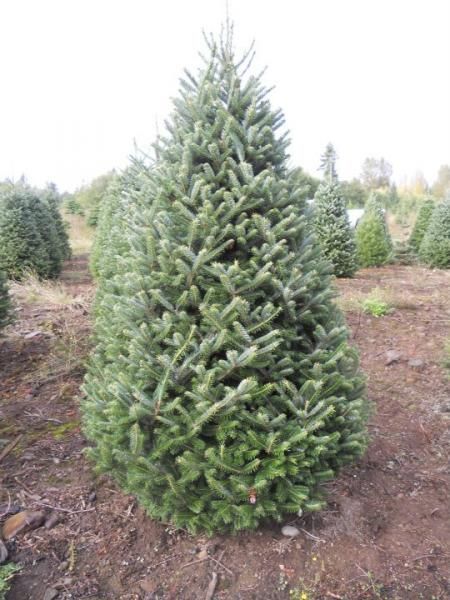 Tall Christmas Tree