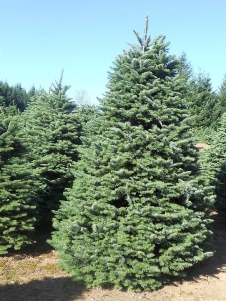Outdoor Christmas Trees