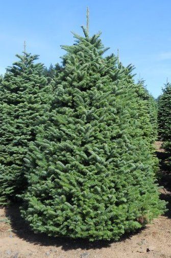Tree at a Christmas Tree Farm