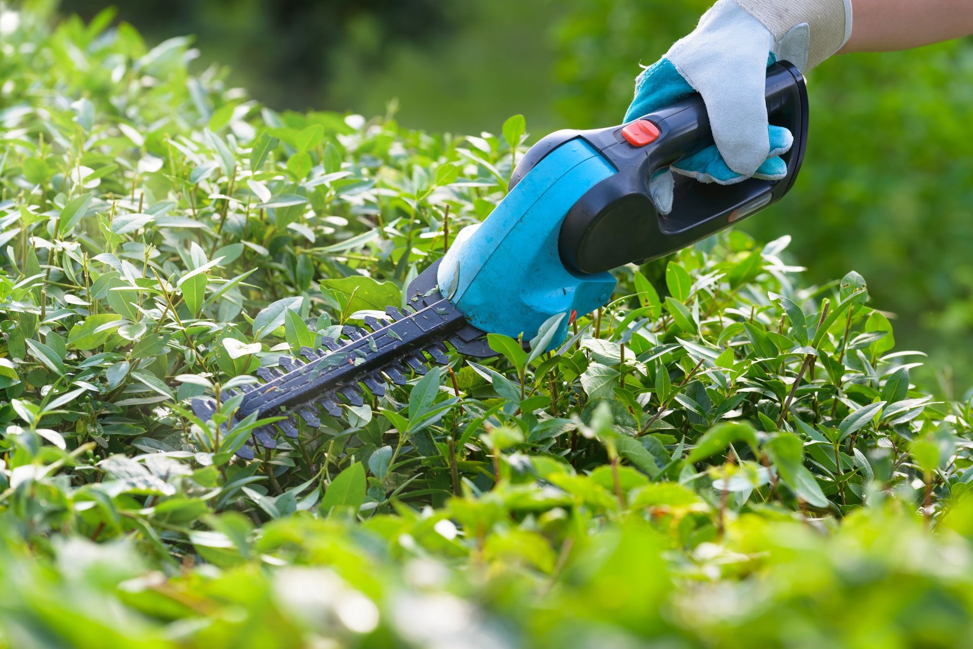 A person using a blue and black hedge trimmer to cut a green hedge outdoors.
