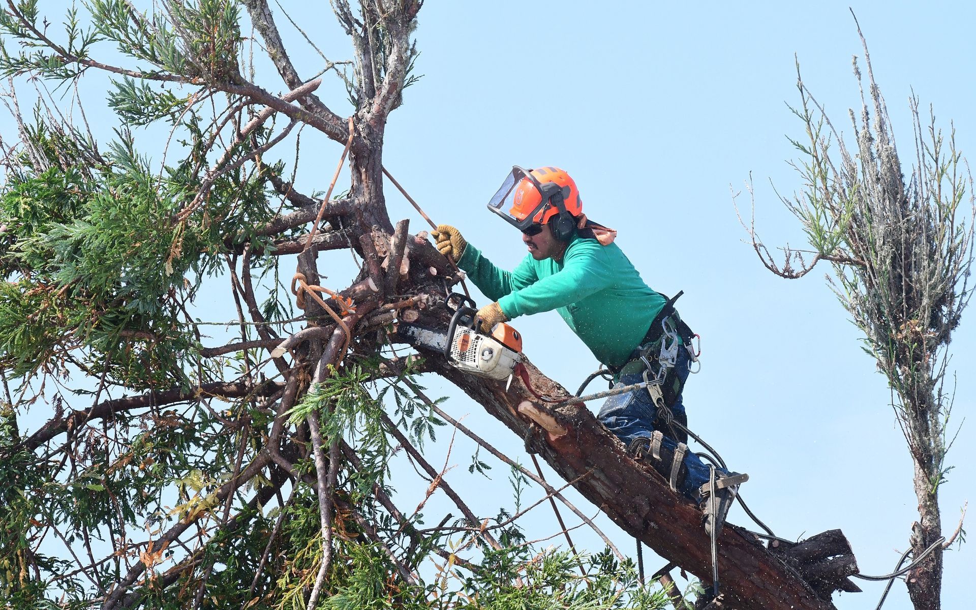 Arborist in green shirt and orange helmet using a chainsaw to trim tree branches against a blue sky.