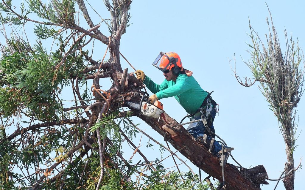 Arborist wearing safety gear cutting a tree branch with a chainsaw against a blue sky.