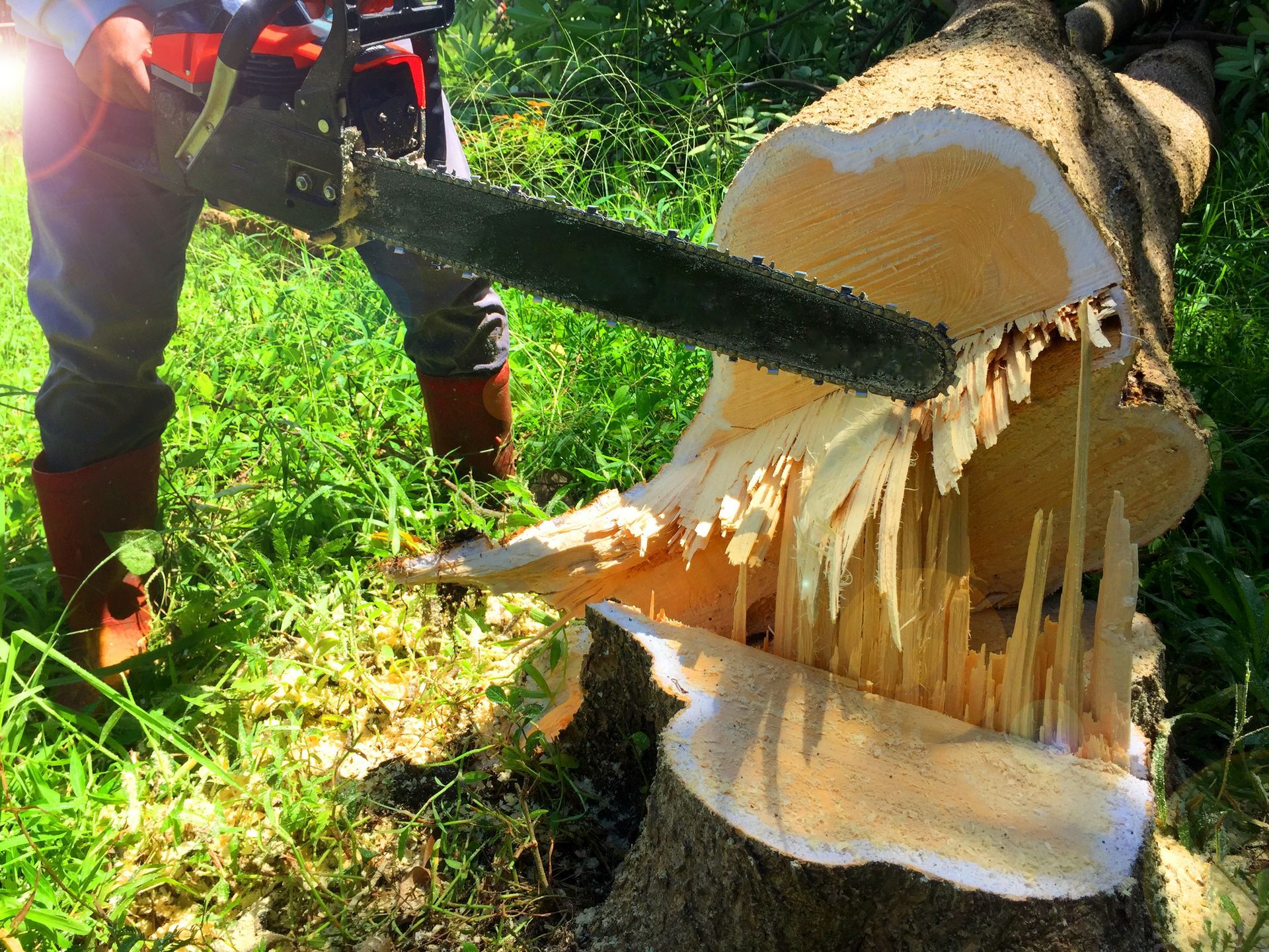 A person using a chainsaw to cut a tree trunk in a grassy area.